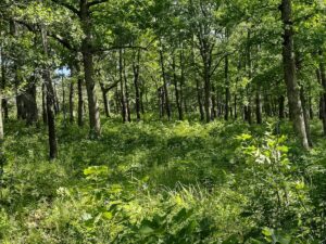 Property photo for land for sale in Laclede County Missouri