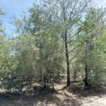 Property photo for land for sale in Levy County Florida