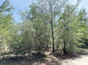Property photo for land for sale in Levy County Florida