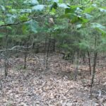Property photo for land for sale in Ozark County Missouri