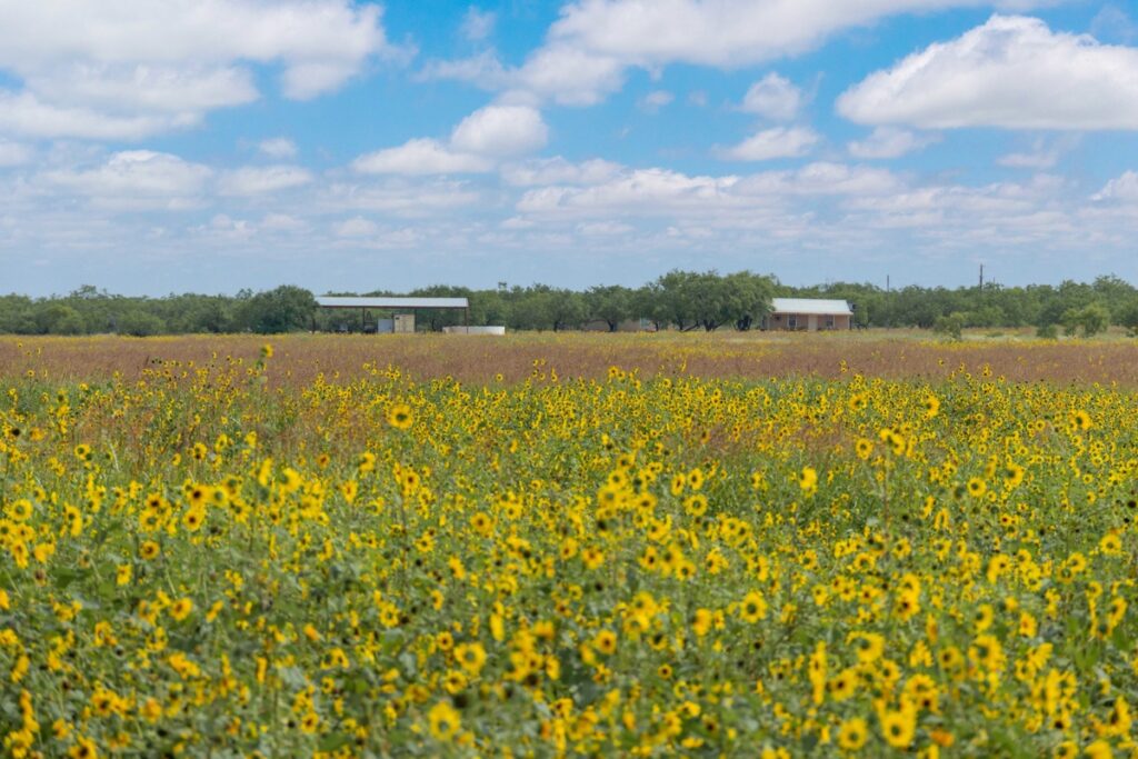 Property photo for land for sale in Coleman County Texas