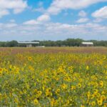 Property photo for land for sale in Coleman County Texas