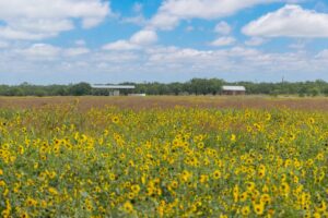 Property photo for land for sale in Coleman County Texas
