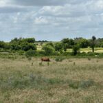 Property photo for land for sale in Comanche County Texas