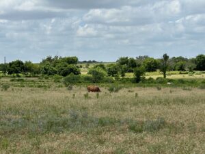 Property photo for land for sale in Comanche County Texas
