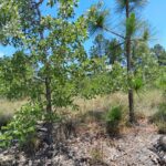 Property photo for land for sale in Marlboro County South Carolina