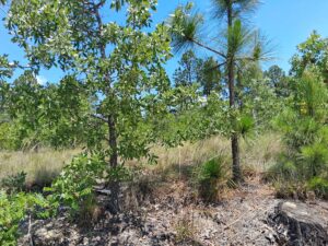 Property photo for land for sale in Marlboro County South Carolina
