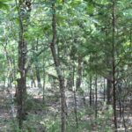 Property photo for land for sale in Ozark County Missouri