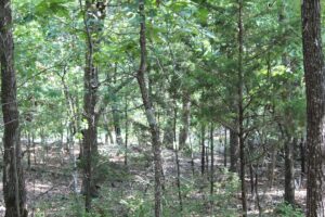 Property photo for land for sale in Ozark County Missouri