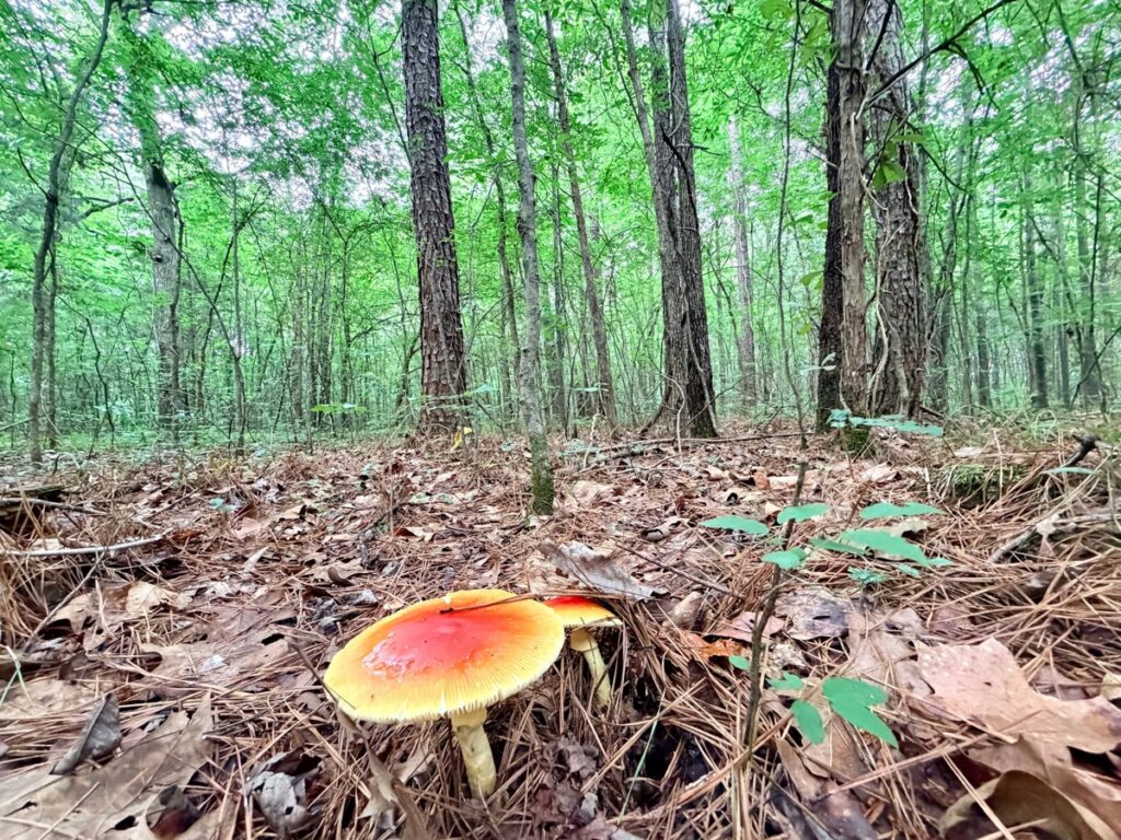 f3725d77-dd3d-4339-802b-82f674462cde.jpg