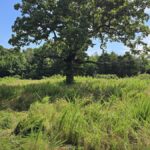 Property photo for land for sale in Ripley County Missouri