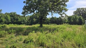 Property photo for land for sale in Ripley County Missouri