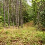 Property photo for land for sale in Wilkinson County Mississippi