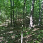 Property photo for land for sale in Mecklenburg County Virginia