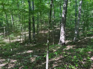 Property photo for land for sale in Mecklenburg County Virginia