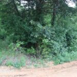 Property photo for land for sale in Stone County Arkansas
