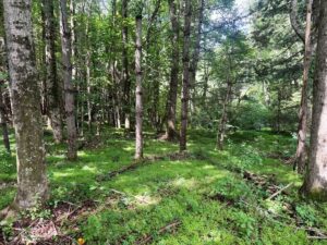 Property photo for land for sale in  County Virginia