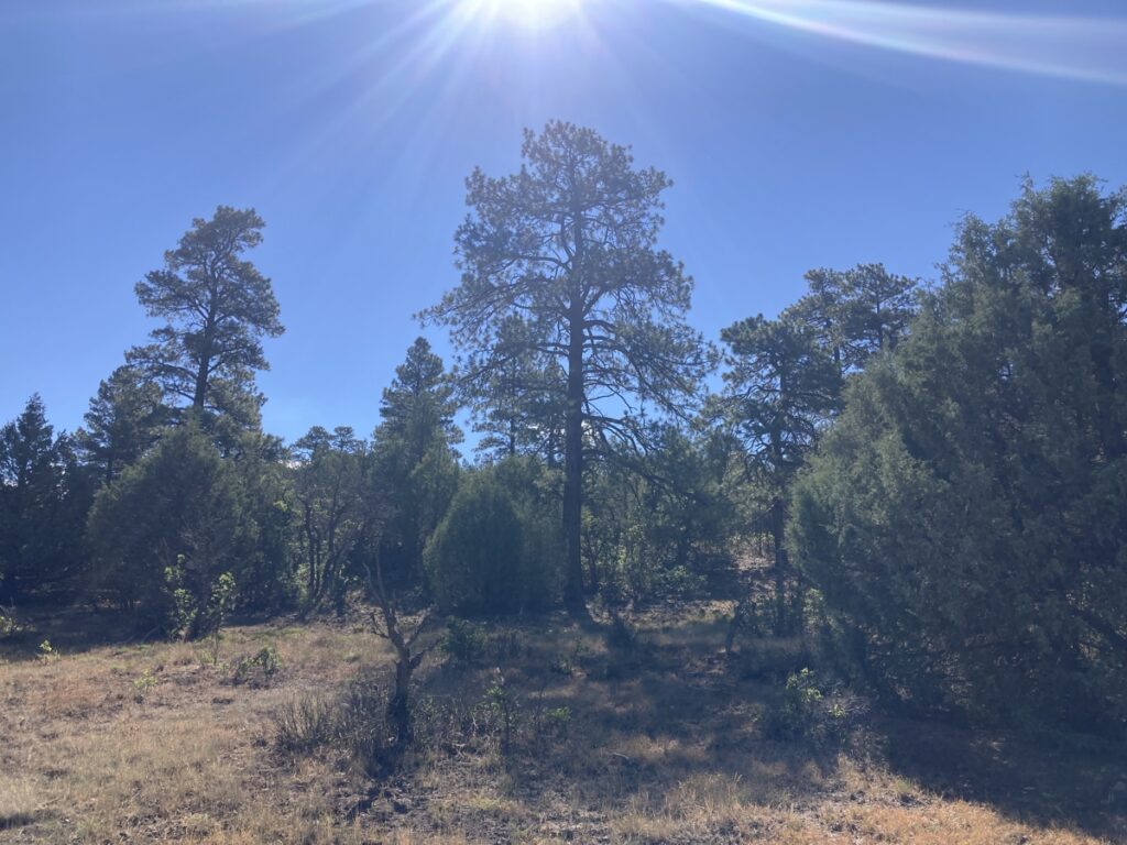 Property photo for land for sale in Rio Arriba County New Mexico