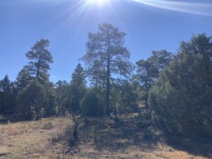 Property photo for land for sale in Rio Arriba County New Mexico