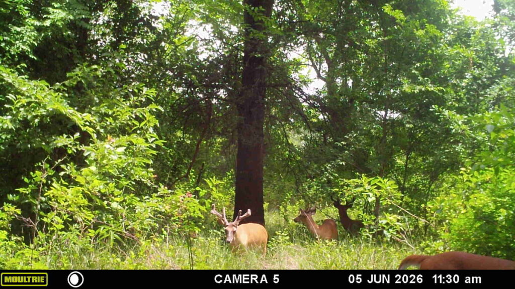 Property photo for land for sale in Atoka County Oklahoma