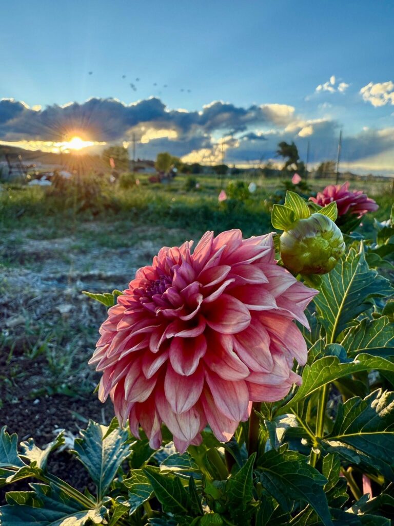 17a83bf9-cf03-4b8e-9939-925c7c804e38.jpg