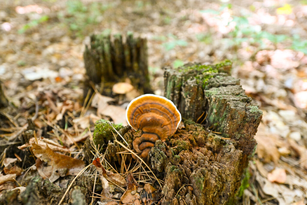 181f47a0-e3d2-41ed-862e-0668224dd4c1.jpg