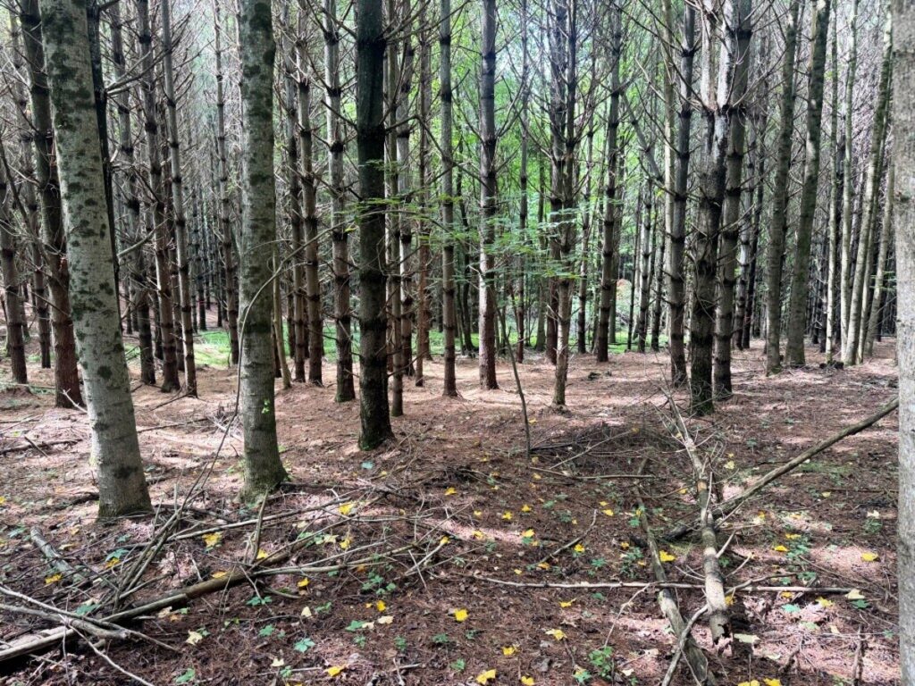 Property photo for land for sale in County Virginia
