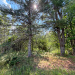 Property photo for land for sale in Hancock County Maine