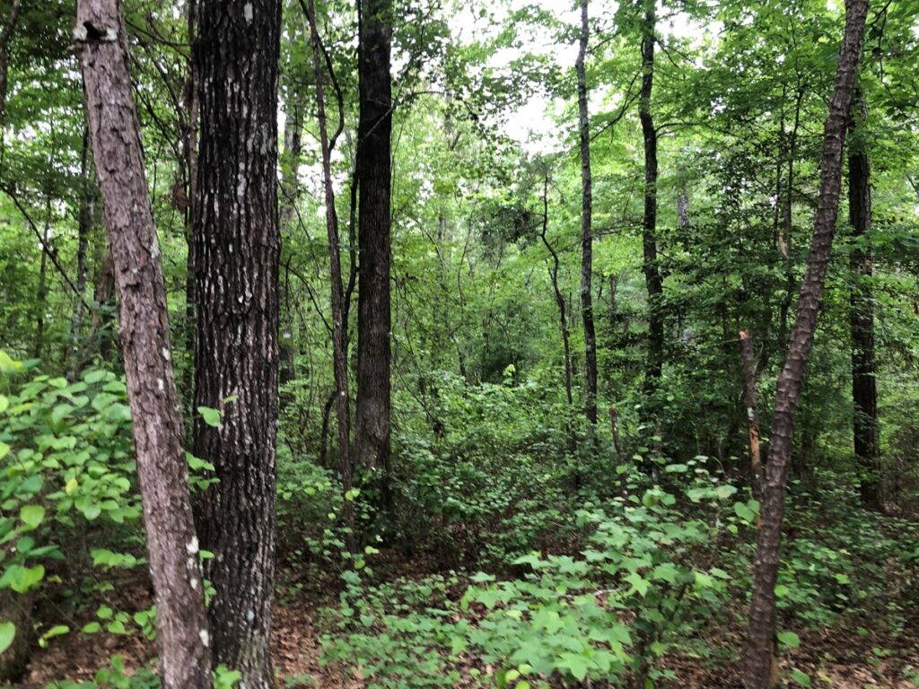 Property photo for land for sale in Grant County Arkansas