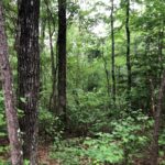 Property photo for land for sale in Grant County Arkansas
