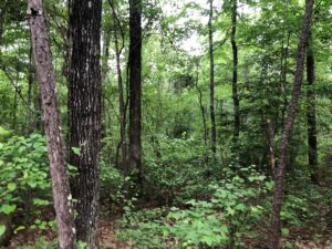 Property photo for land for sale in Grant County Arkansas