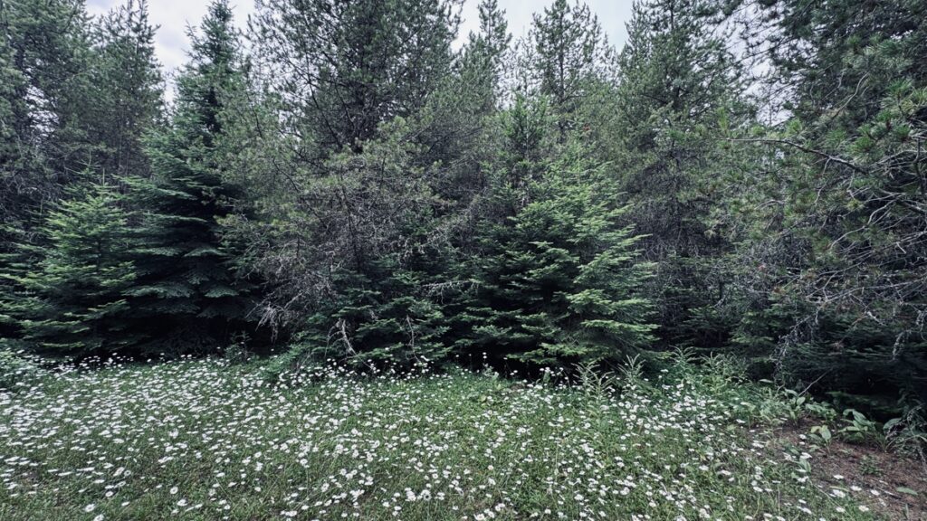 Property photo for land for sale in Clearwater County Idaho