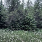 Property photo for land for sale in Clearwater County Idaho