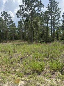 Property photo for land for sale in Marion County Florida