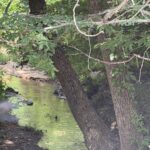 Property photo for land for sale in McNairy County Tennessee