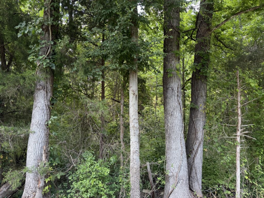 Property photo for land for sale in McNairy County Tennessee
