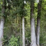 Property photo for land for sale in McNairy County Tennessee
