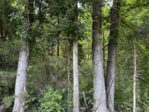 Property photo for land for sale in McNairy County Tennessee