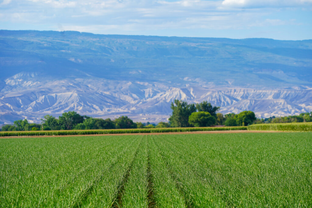 Property photo for land for sale in Montrose County Colorado
