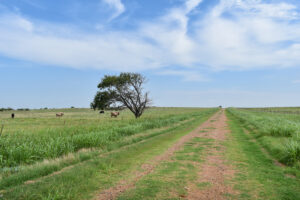 Property photo for land for sale in Cotton County Oklahoma