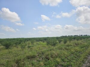 Property photo for land for sale in Jim Wells County Texas