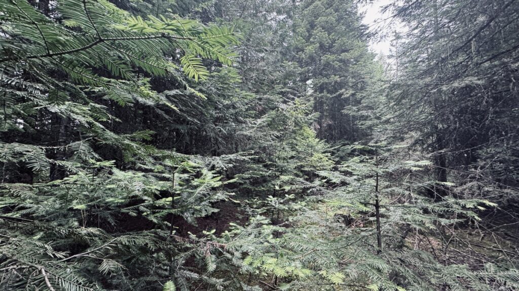 786c33ba-6608-4d8d-bc37-126fd96c8859.jpg