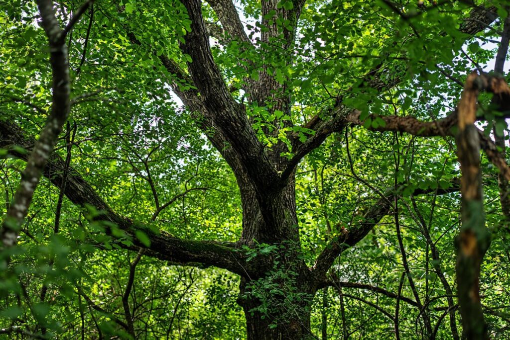 86de471d-c54e-47fc-9c06-e9dd7792b4b4.jpg