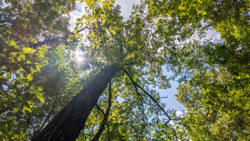 a2ca2193-9b33-4353-ae01-57092f4f95c4.jpg