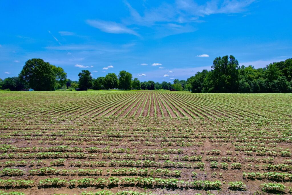 Property photo for land for sale in Lawrence County Tennessee