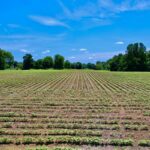 Property photo for land for sale in Lawrence County Tennessee