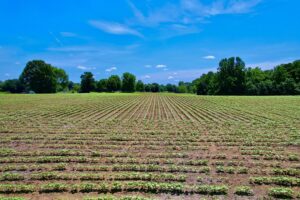 Property photo for land for sale in Lawrence County Tennessee