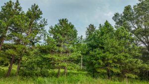 Property photo for land for sale in St. Clair County Missouri