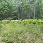 Property photo for land for sale in Montmorency County Michigan