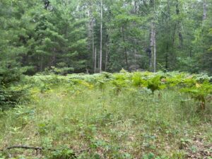 Property photo for land for sale in Montmorency County Michigan
